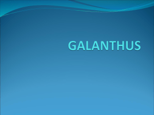 galanthus - Plant Media | Media