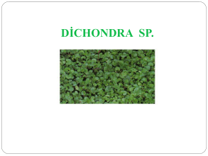 Aptenia cordifolia - Plant Media | Media