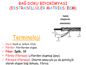 Bağ Dokusu Biyokimyası: ECM Sunumu