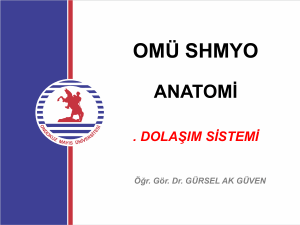 Dolaşım Sistemi Anatomisi: Kalp ve Damarlar - OMÜ SHMYO