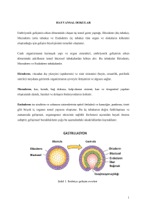 Hayvansal Dokular: Embriyonik Gelişim ve Doku Tipleri