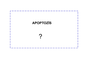apoptozis