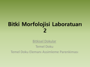 Bitki Morfolojisi Laboratuarı 1