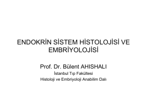 endokrin sistem histolojisi ve embriyolojisi