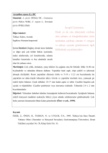 Acroptilon repens - Türkiye Herboloji Derneği
