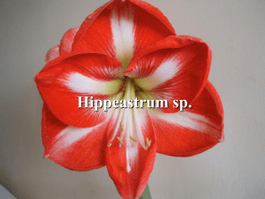 Hippeastrum sp. - Plant Media | Media
