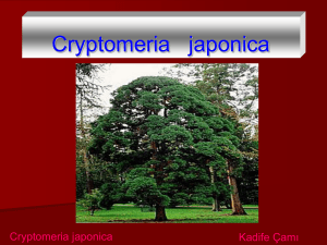 Cryptomeria japonica - Plant Media | Media