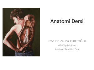 Anatomi Dersi - WordPress.com