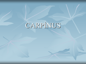 carpinus - Plant Media | Media