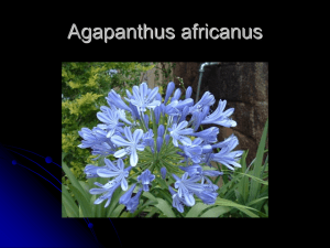 Agapanthus africanus - Plant Media | Media