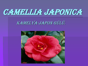 Camellia japonica - Plant Media | Media