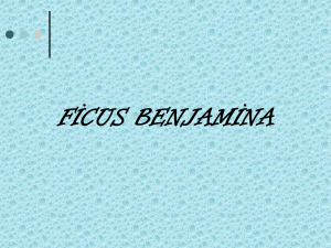 ficus benjamina - Plant Media | Media