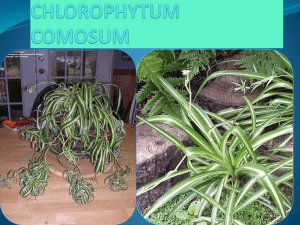 chlorophytum comosum - Plant Media | Media