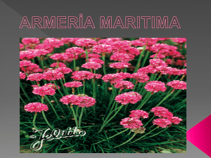 Armeria maritima - Plant Media | Media