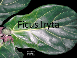 Ficus lryta - Plant Media | Media