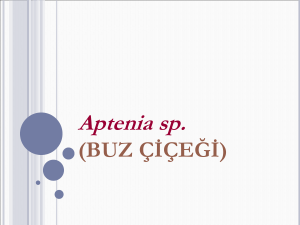 Aptenia - Plant Media | Media