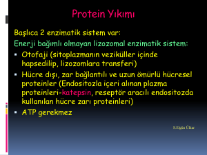 Hücresel proteinlerin yıkımı, protein sindirimi ve emilimi Kaynak