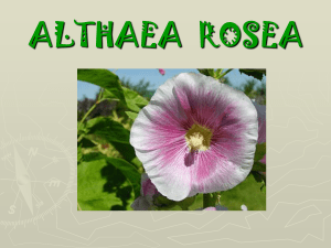 Althaea rosea - Plant Media | Media