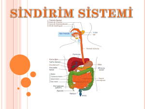sindirim sistemi