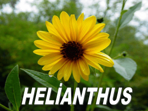 helianthus - Plant Media | Media