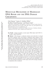 Molecular mechanisms of mammalian DNA repair and the DNA damage checkpoints.