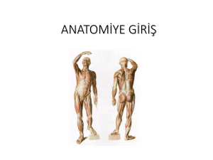 01 Anatomiye Giriş ve terminoloji