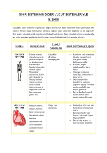 Sinir Sistemi ve Vücut Sistemleri İlişkisi: Fonksiyonlar ve Organlar