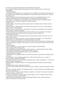 Zeytin Ağa&ccedil;larını Budarken Nelere Dikkat Edilmeli?