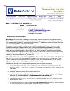 Lab 1: Overview of the Human Brain - Duke Neurosciences
