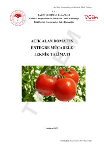 A&ccedil;ık Alan Domates Entegre M&uuml;cadele Teknik Talimatı